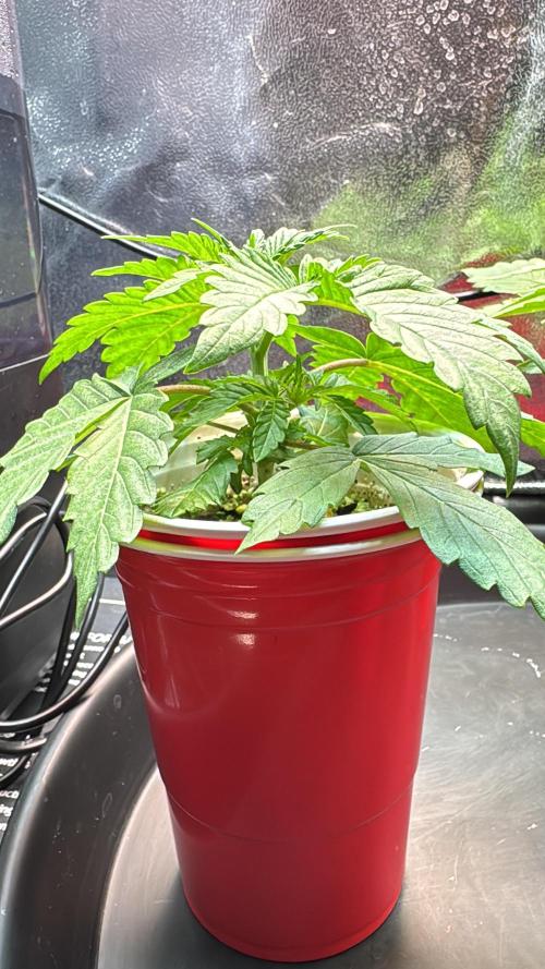 Sommergrow 2026. Week 3
