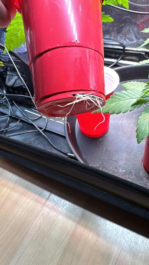 Sommergrow 2026. Week 3