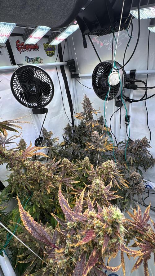 Frühlingsgrow 2026. Week 13