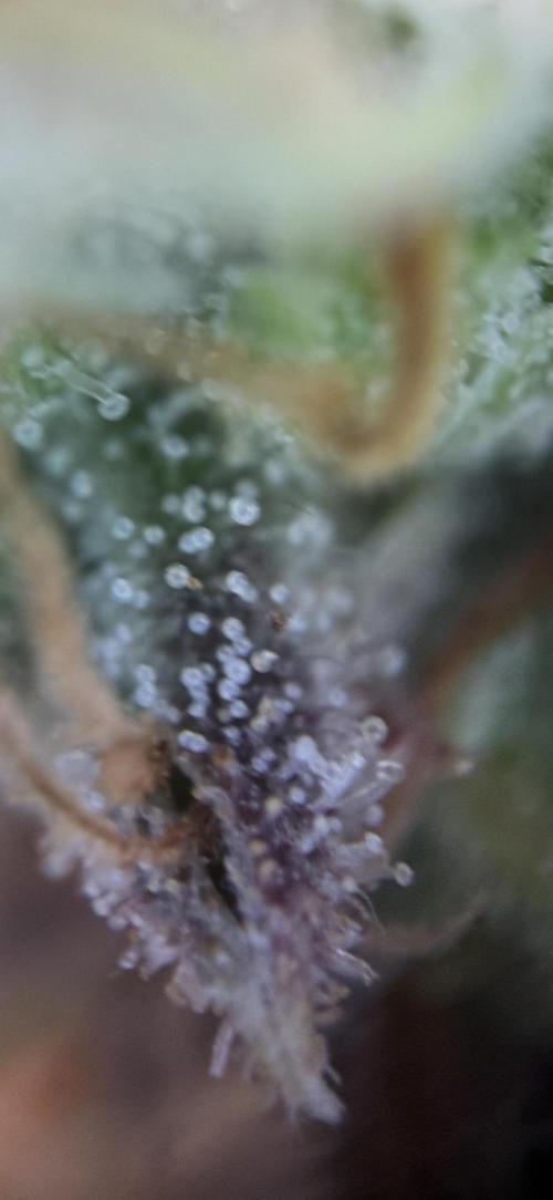 Frühlingsgrow 2026. Week 13