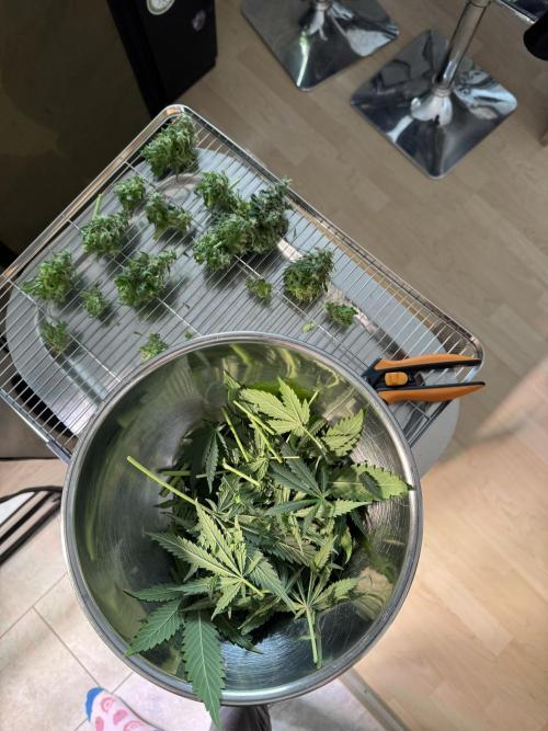 Frühlingsgrow 2026. Week 14