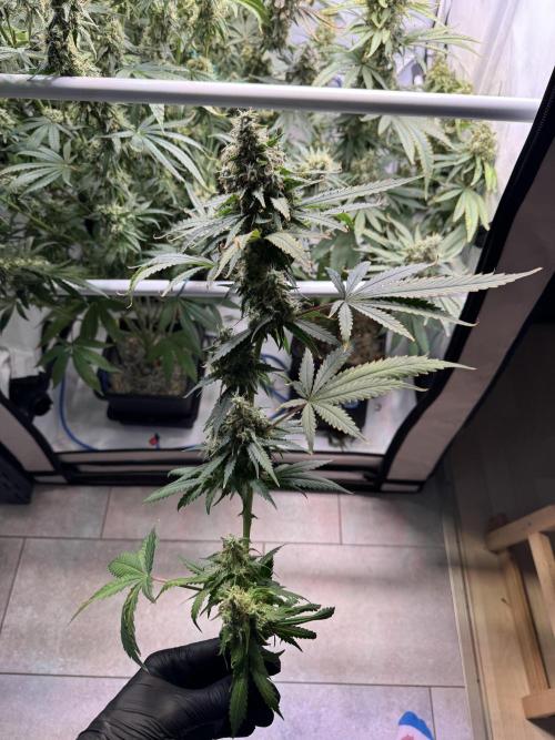 Frühlingsgrow 2026. Week 14