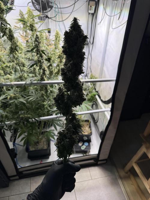 Frühlingsgrow 2026. Week 14