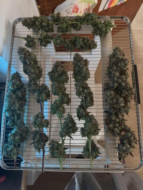 Frühlingsgrow 2026. Week 14