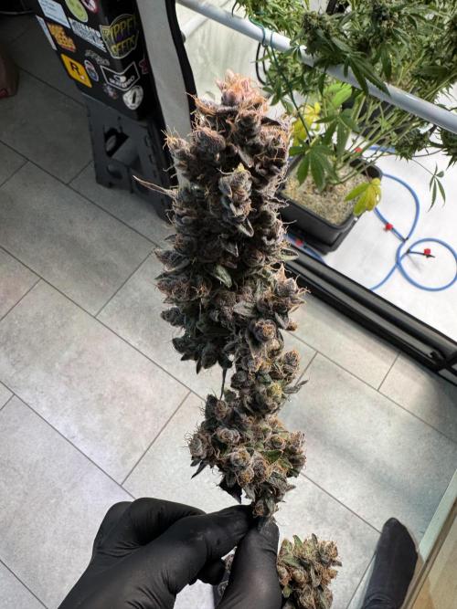 Frühlingsgrow 2026. Week 14