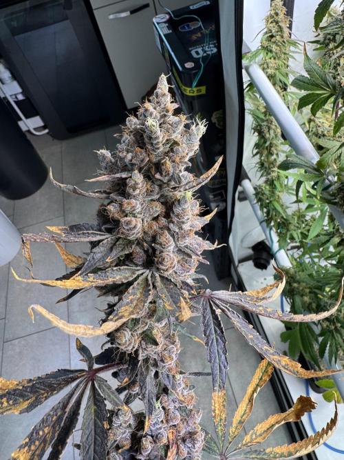 Frühlingsgrow 2026. Week 14