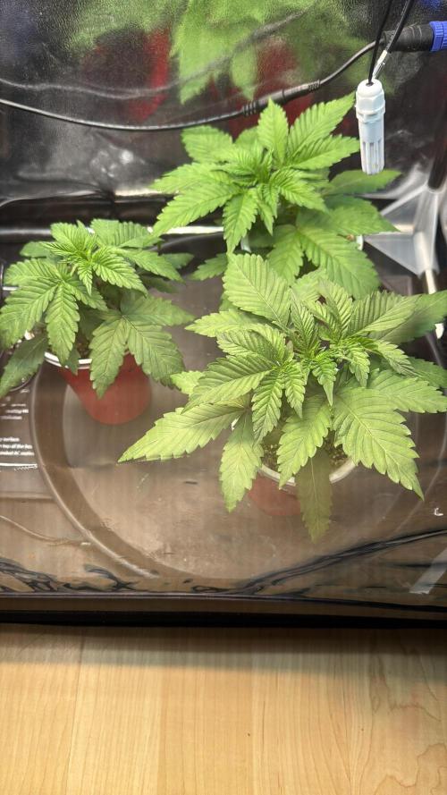 Sommergrow 2026. Week 4