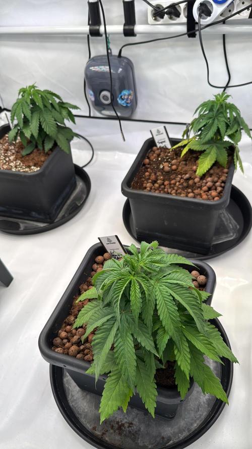 Sommergrow 2026. Week 5