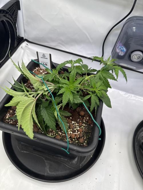 Sommergrow 2026. Week 5