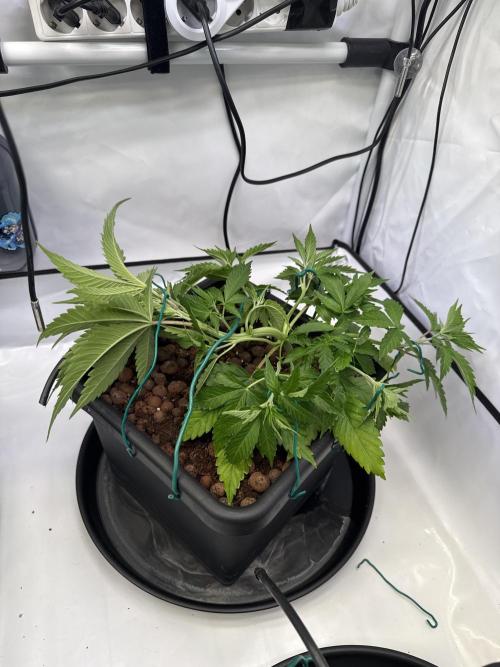 Sommergrow 2026. Week 5
