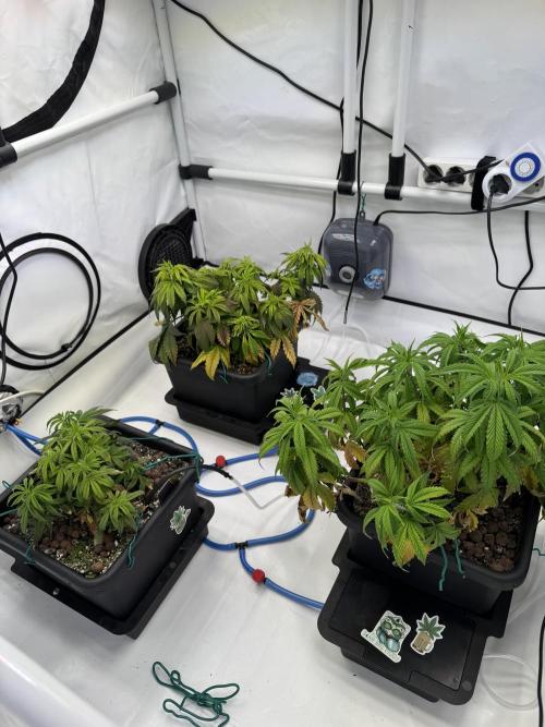 Sommergrow 2026. Week 5