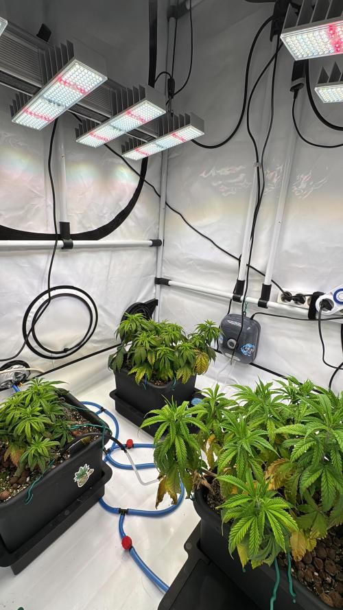 Sommergrow 2026. Week 5