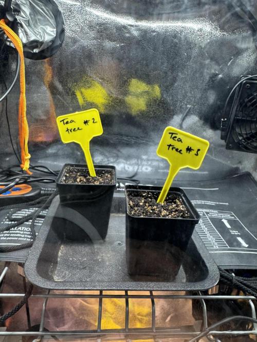 Tea tree #1,#2,#3. Week 0