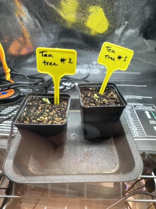 Tea tree #1,#2,#3. Week 1