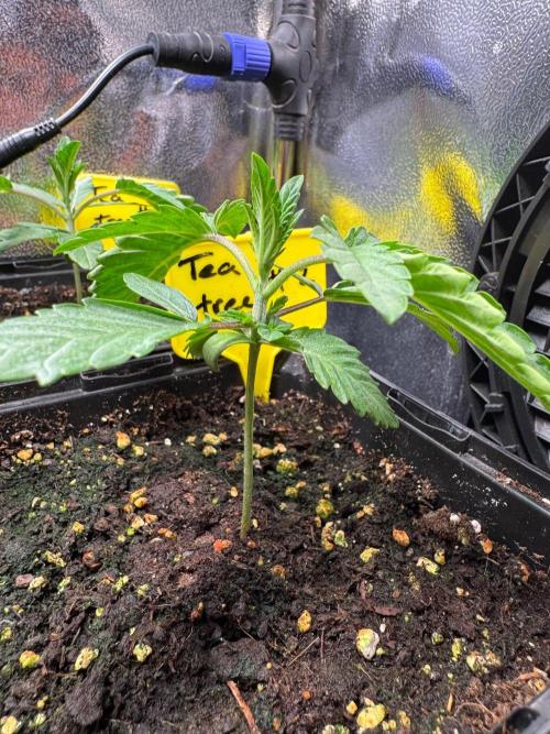 Tea tree #1,#2,#3. Week 2