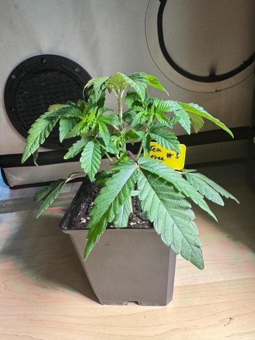 Tea tree #1,#2,#3. Week 3