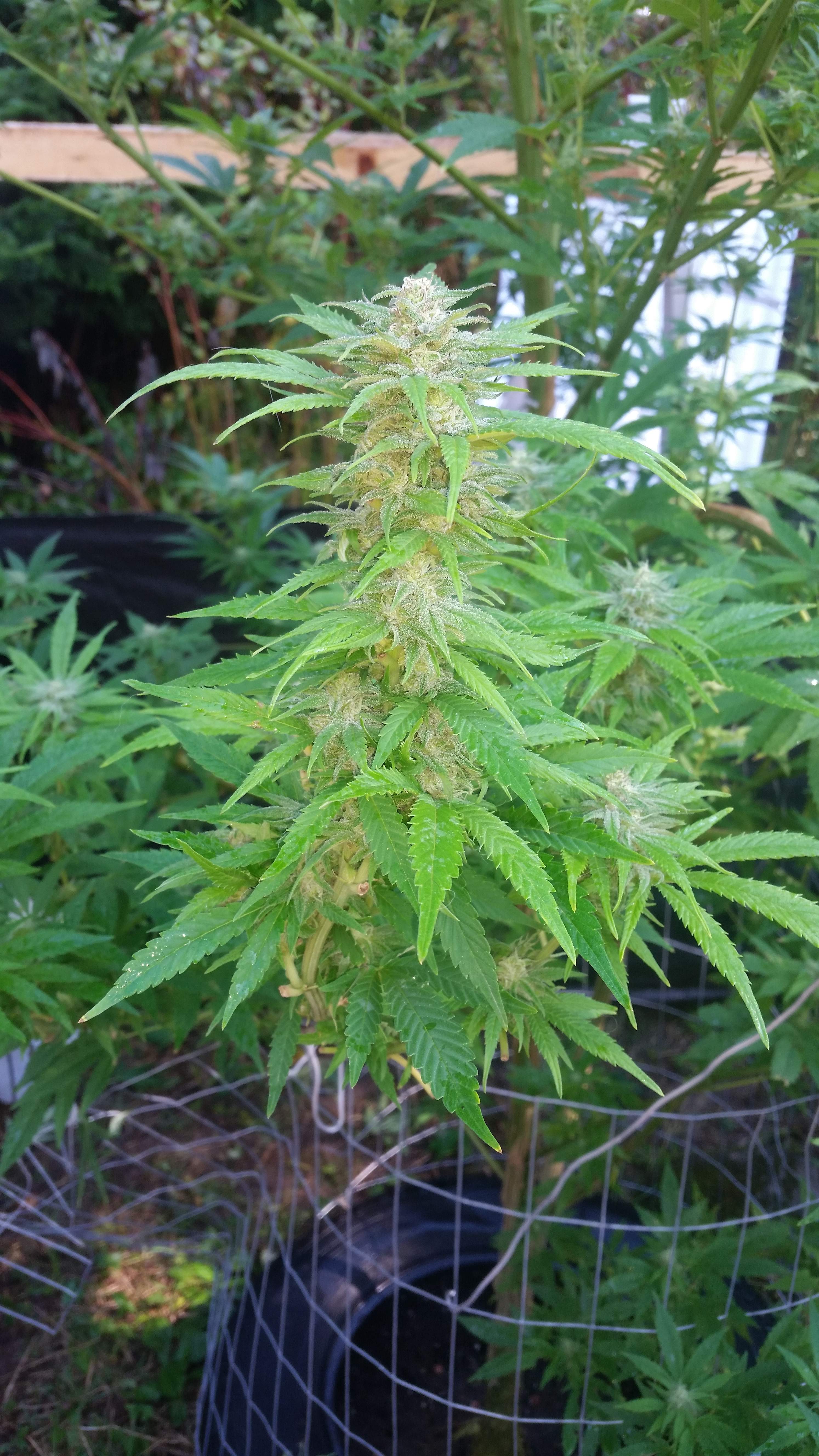 Zombie Rasta Hero Seeds 3 Grow Journal 2 Week5 By Bcknr81 Growdiaries Zombie Rasta Hero Seeds 3 Grow Journal 2 Week5 By Bcknr81 Growdiaries