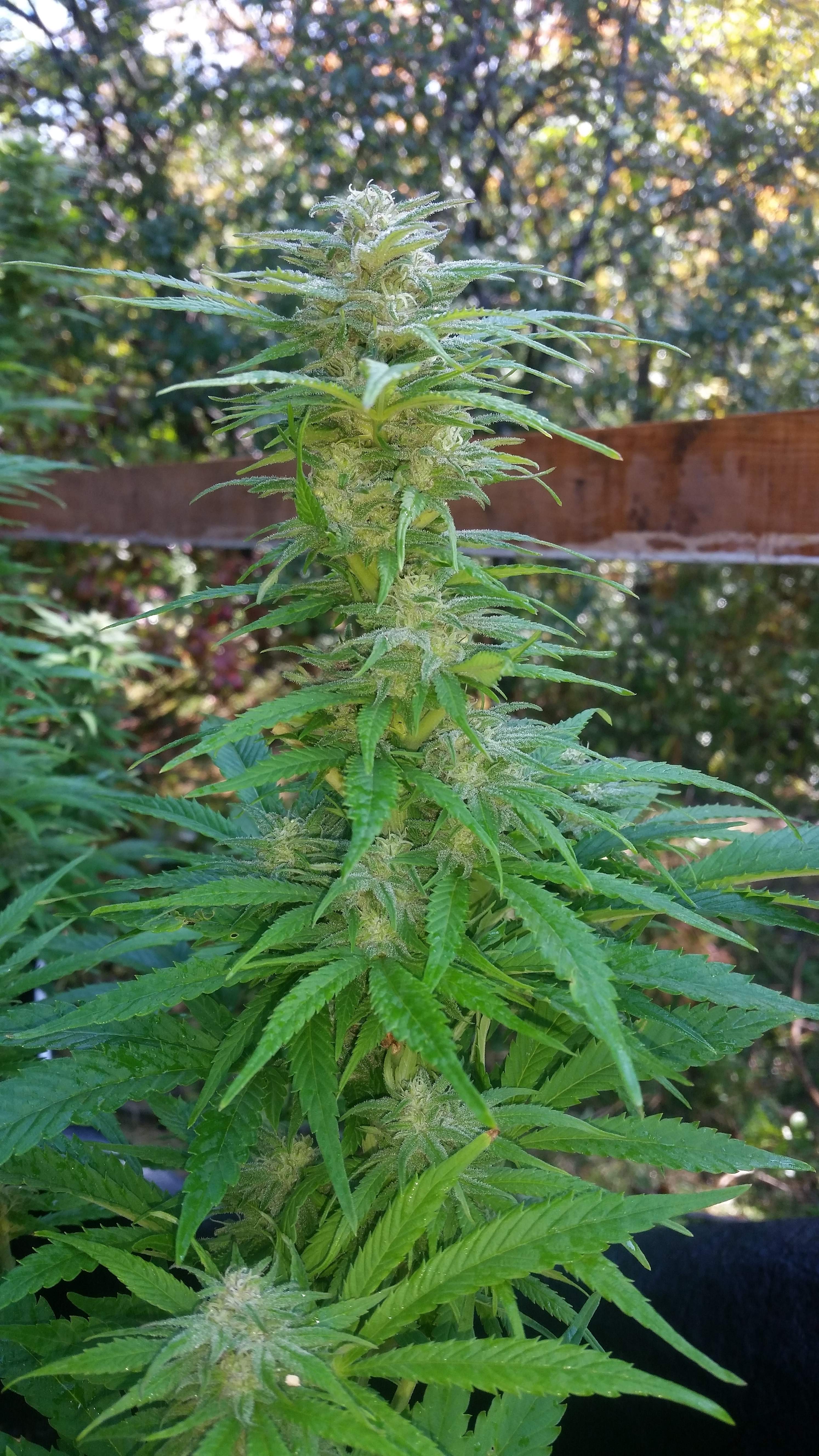 Zombie Rasta Hero Seeds 3 Grow Journal 2 Week5 By Bcknr81 Growdiaries Zombie Rasta Hero Seeds 3 Grow Journal 2 Week5 By Bcknr81 Growdiaries