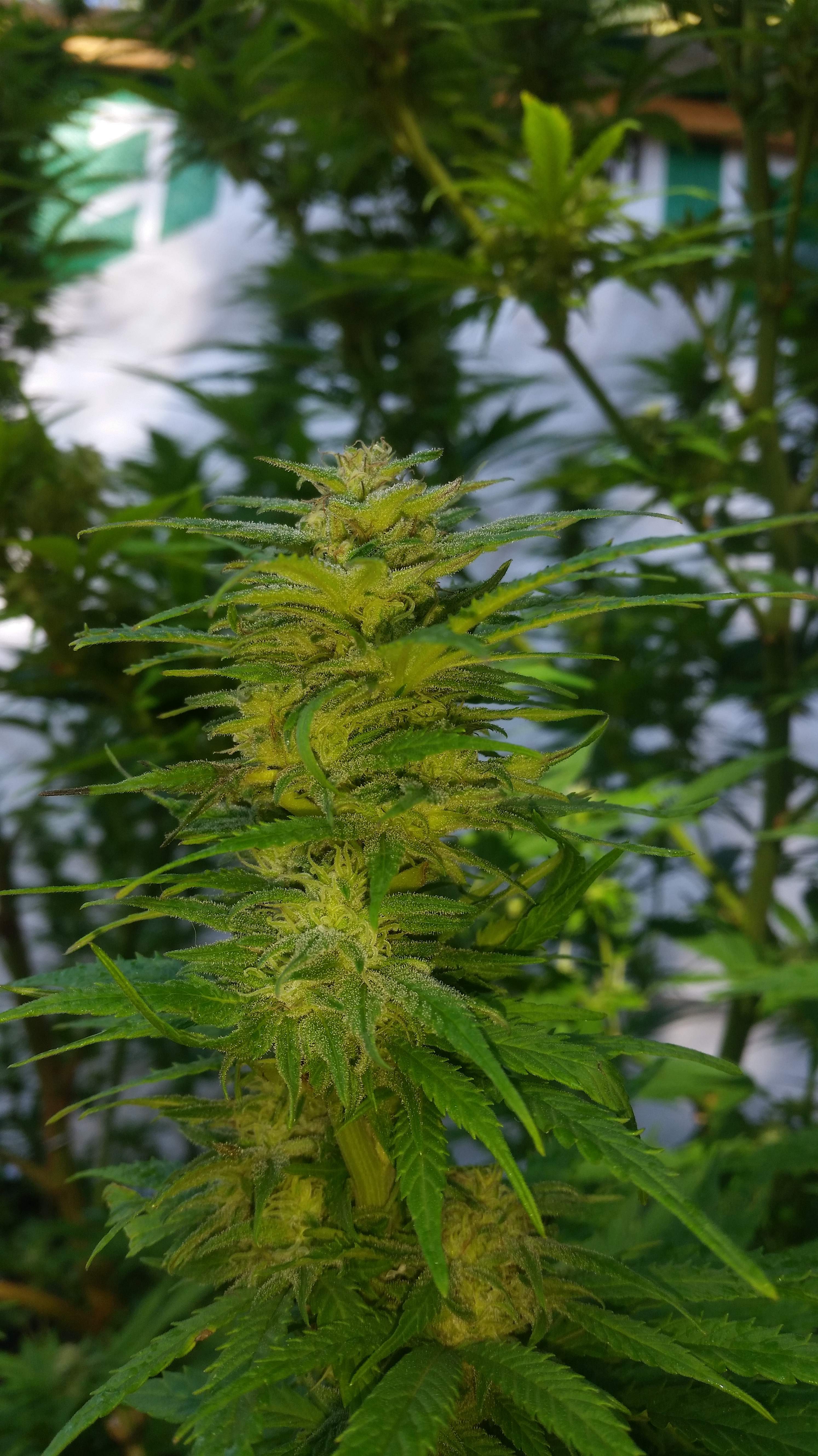 Zombie Rasta Hero Seeds 3 Grow Journal 2 Week5 By Bcknr81 Growdiaries Zombie Rasta Hero Seeds 3 Grow Journal 2 Week5 By Bcknr81 Growdiaries