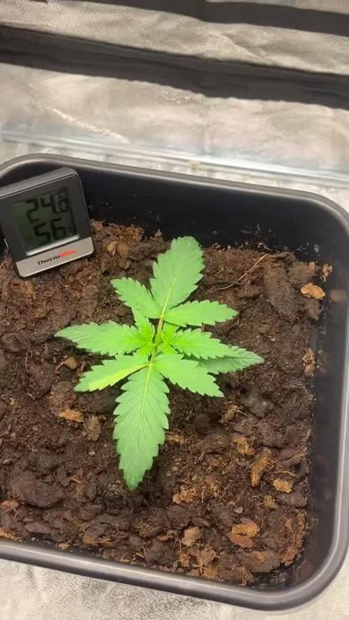 Blueberry Bubblegum Auto: First Grow