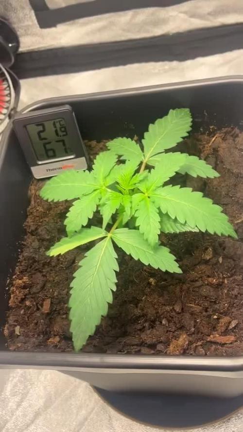 Blueberry Bubblegum Auto: First Grow