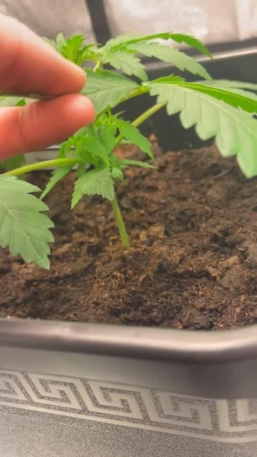 Blueberry Bubblegum Auto: First Grow