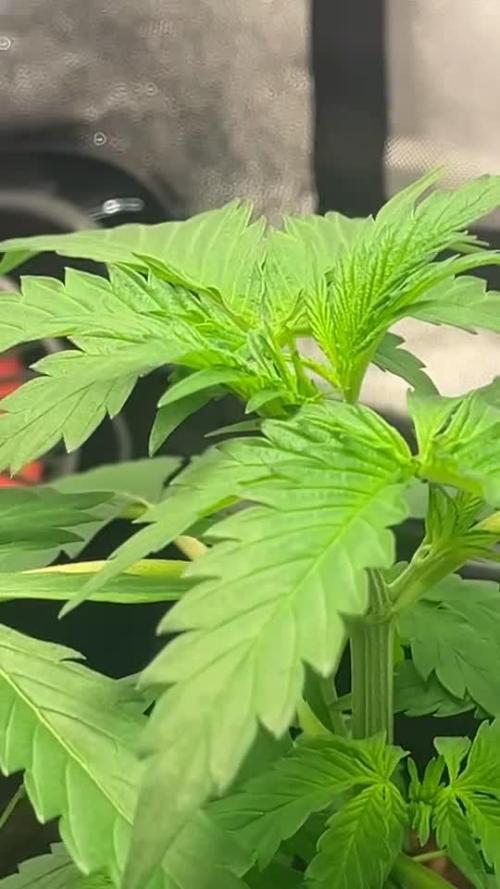 Blueberry Bubblegum Auto: First Grow
