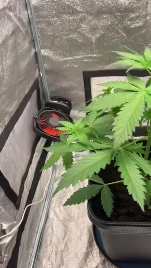 Blueberry Bubblegum Auto: First Grow