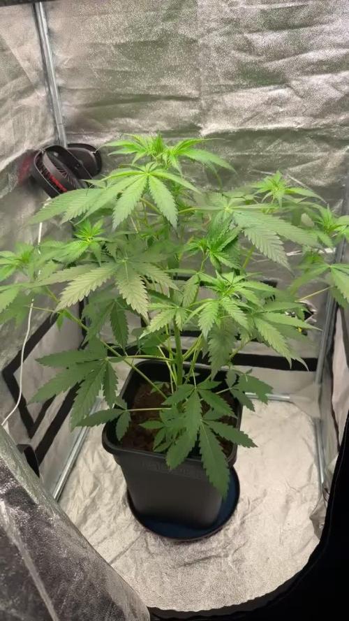 Blueberry Bubblegum Auto: First Grow