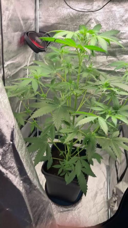 Blueberry Bubblegum Auto: First Grow