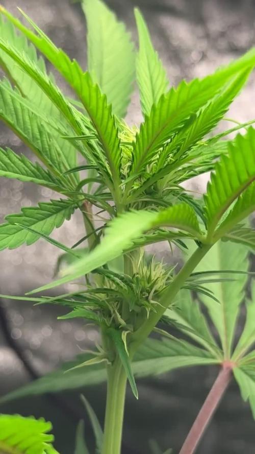 Blueberry Bubblegum Auto: First Grow