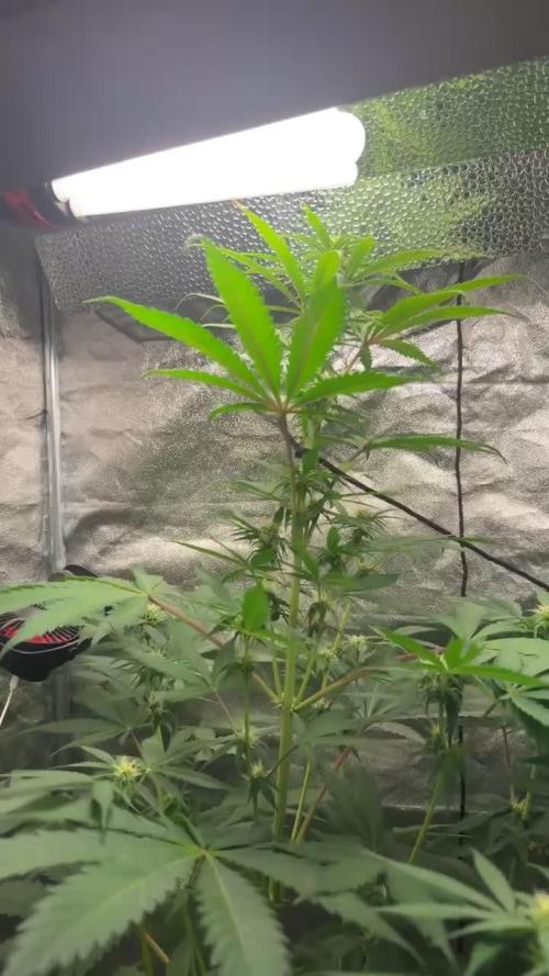 Blueberry Bubblegum Auto: First Grow