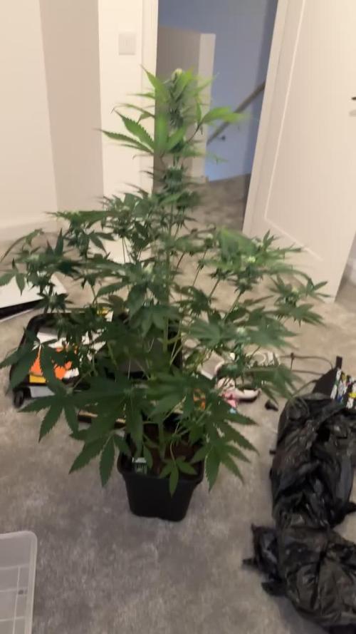 Blueberry Bubblegum Auto: First Grow
