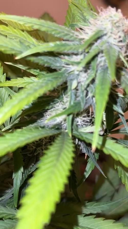 Blueberry Bubblegum Auto: First Grow