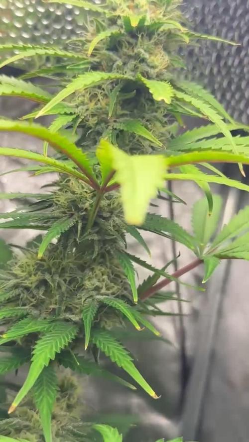 Blueberry Bubblegum Auto: First Grow