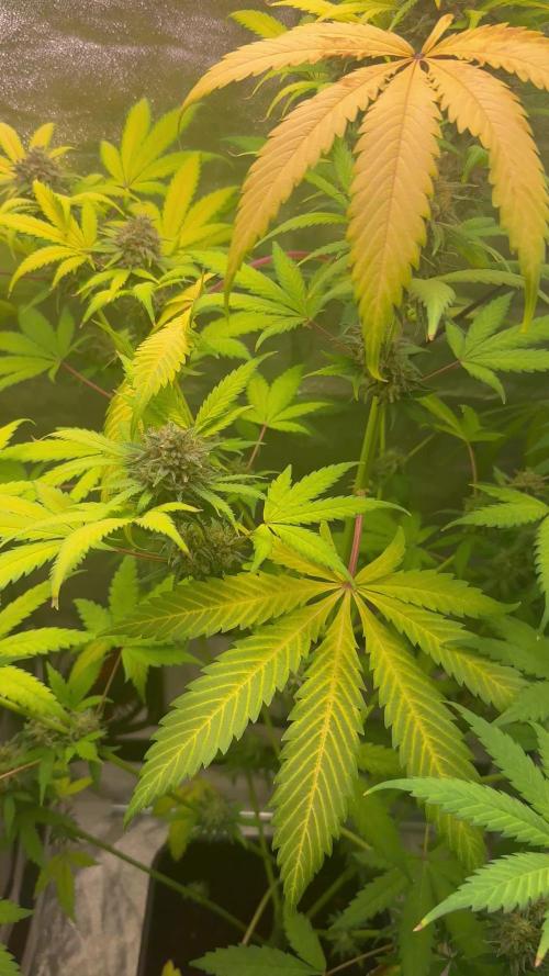 Blueberry Bubblegum Auto: First Grow