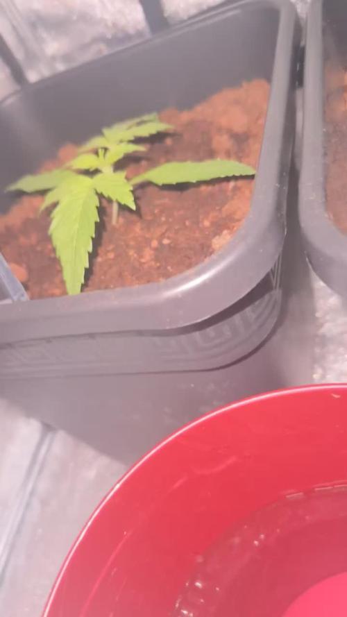 Blue Cheese Auto and Sweet ZZ Auto RQS