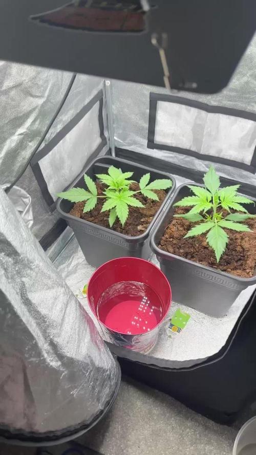 Blue Cheese Auto and Sweet ZZ Auto RQS