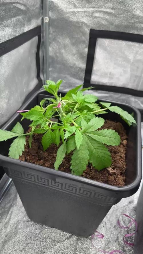 Blue Cheese Auto and Sweet ZZ Auto RQS