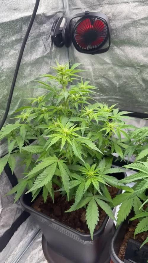 Blue Cheese Auto and Sweet ZZ Auto RQS