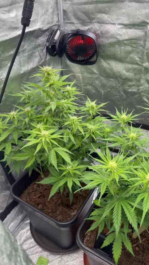 Blue Cheese Auto and Sweet ZZ Auto RQS