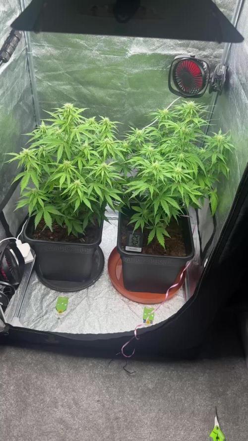 Blue Cheese Auto and Sweet ZZ Auto RQS