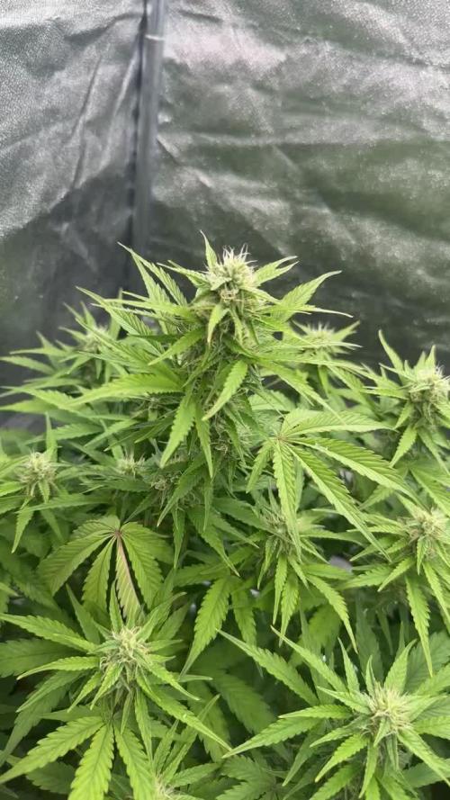 Blue Cheese Auto and Sweet ZZ Auto RQS