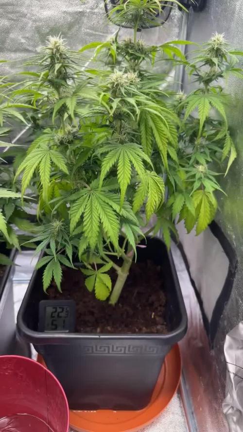 Blue Cheese Auto and Sweet ZZ Auto RQS