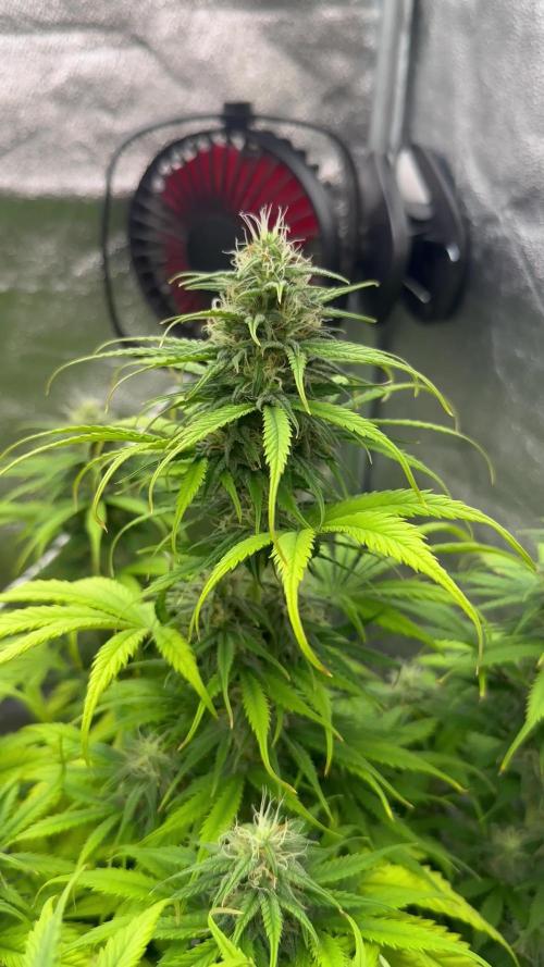 Blue Cheese Auto and Sweet ZZ Auto RQS