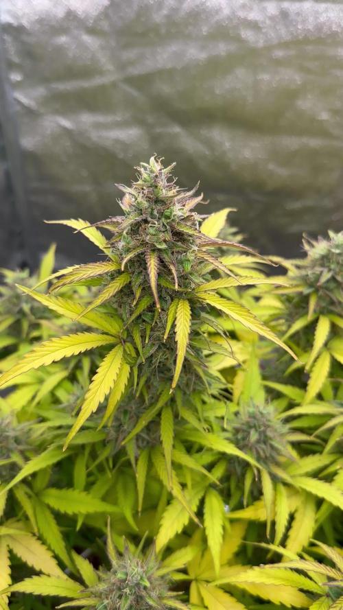 Blue Cheese Auto and Sweet ZZ Auto RQS