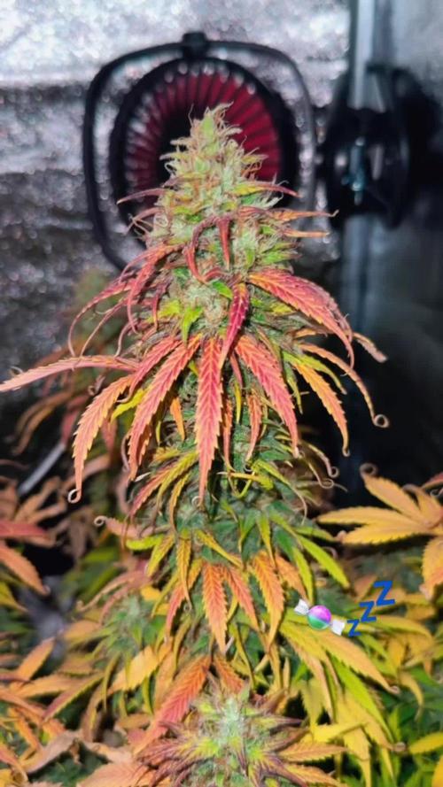 Blue Cheese Auto and Sweet ZZ Auto RQS