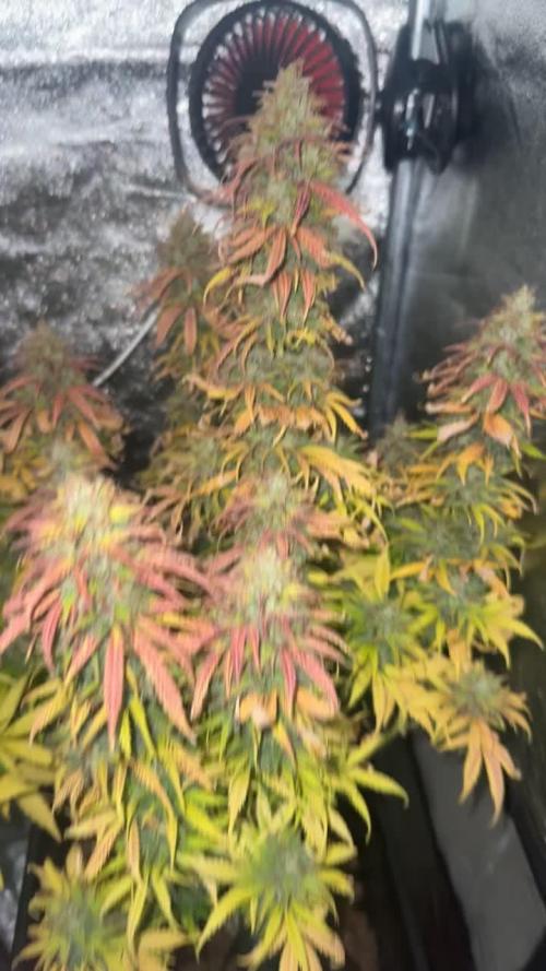 Blue Cheese Auto and Sweet ZZ Auto RQS