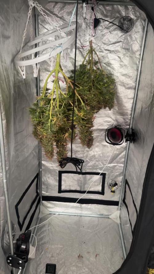 Blue Cheese Auto and Sweet ZZ Auto RQS