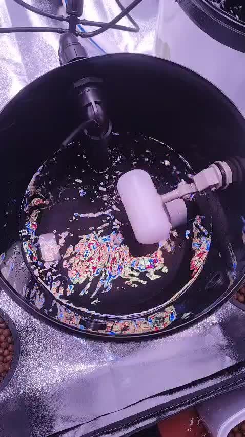 Zombie Kush | 4 Grow